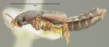 Media type: image;   Entomology 6542 Aspect: habitus lateral view